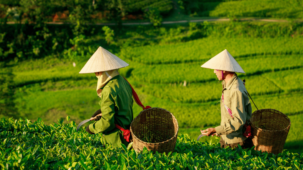 Bhumitara Foundation