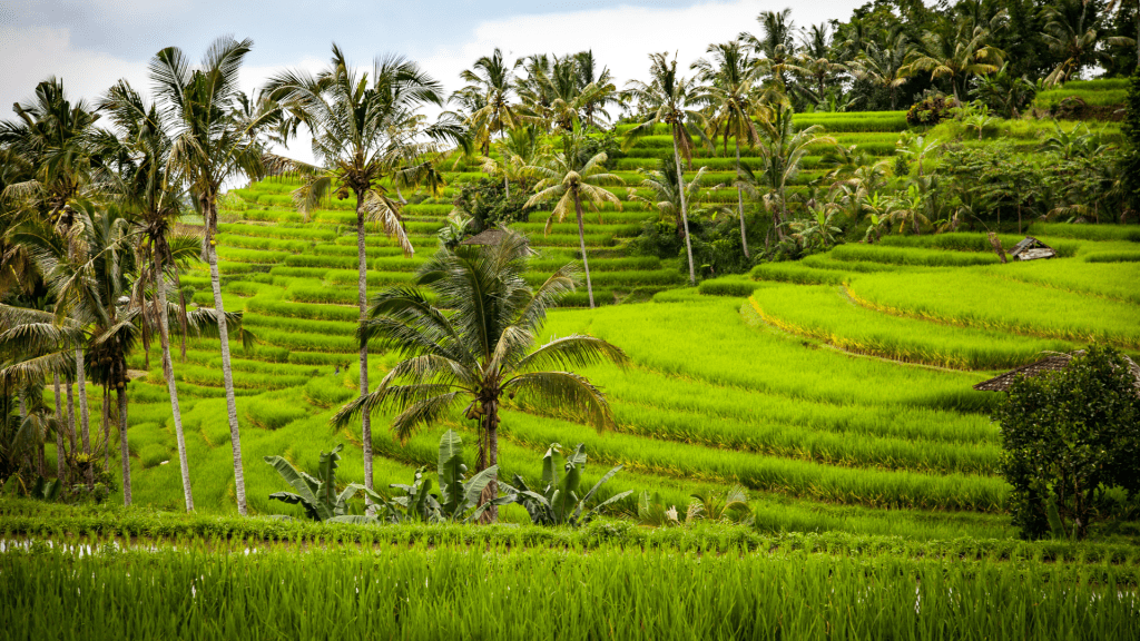 Bhumitara Foundation