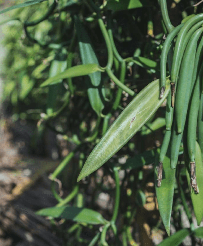 Bhumitara Foundation