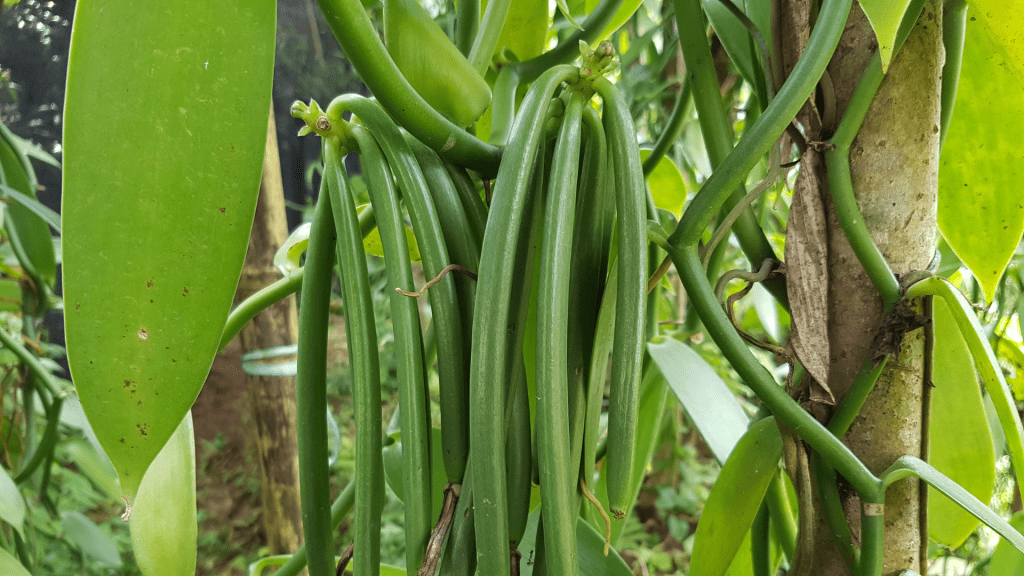 Bhumitara Foundation